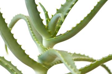 Aloe Vera on white