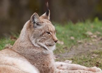 resting northern lynx 6848