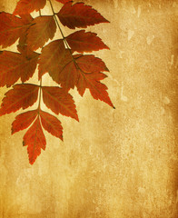 Naklejka na ściany i meble old paper with dry autumn leaves