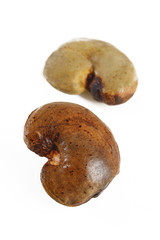 Fototapeta premium Raw cashew nuts