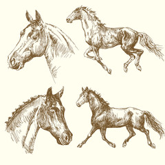 hand drawn horses - 45021726