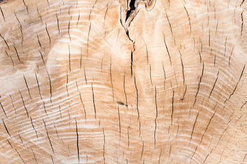 Texture of tree stump