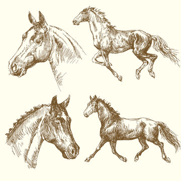 Fototapeta hand drawn horses