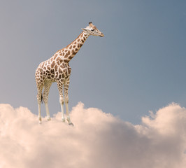 Giraffe In Clouds