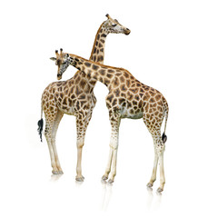 Giraffes Standing Together