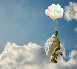 Fototapeta premium Tortoise Tied With Balloon
