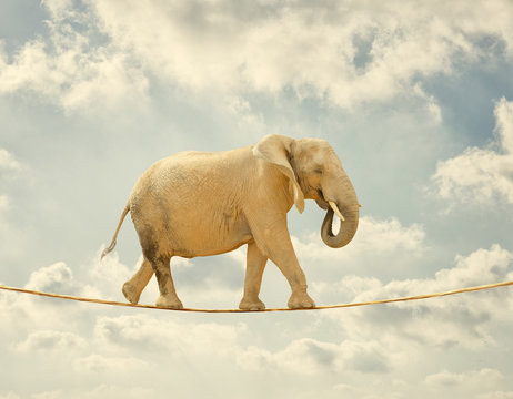 Fototapeta Elephant Walking On Rope
