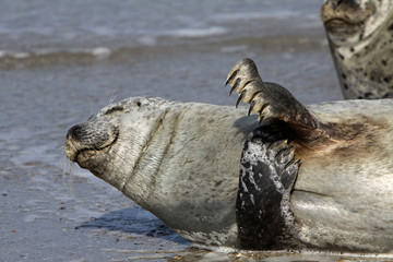 Kegelrobbe auf Helgoland