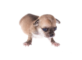 Funny puppy Chihuahua poses on a white background