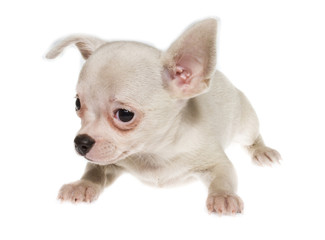 Funny puppy Chihuahua poses on a white background