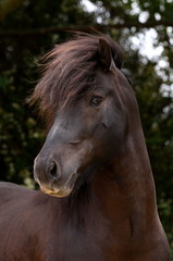 Obraz premium Islandhengst Portrait