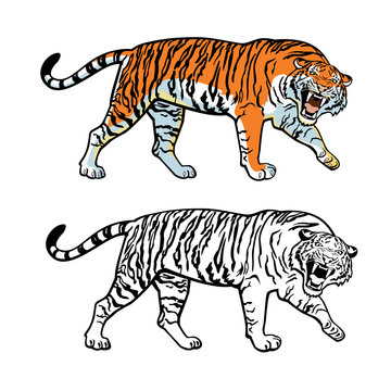 Siberian Amur tiger