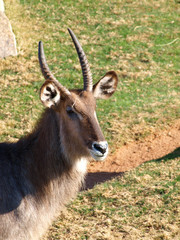 Waterbuck (Kobus Ellipsiprymnus)