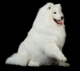 Samoyed dog  on black background.