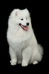 Samoyed dog  on black background.
