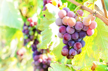 Blue grapes on vine