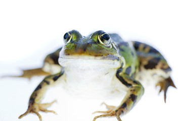 Frosch