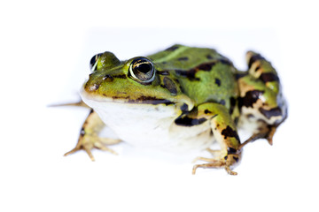 Obraz premium Frosch