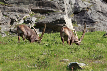 stambecchi maschi (capra ibex)
