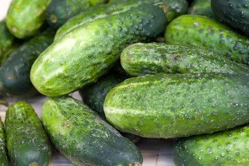 fresh green cucumber