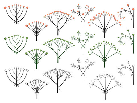 Set of vector different types of inflorescence.