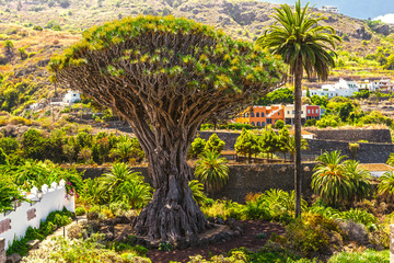Millennial Drago tree at Icod de los Vinos, Tenerife Island