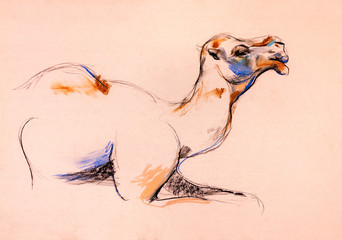 Camel sketch