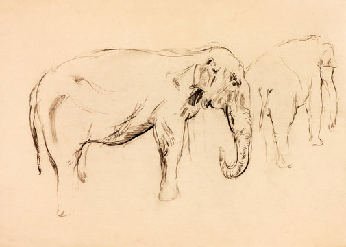 Elephant sketch