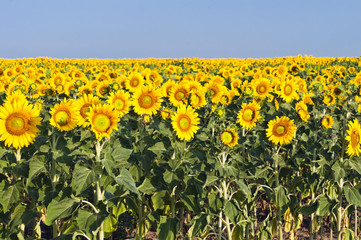 Fototapeta premium field of sunflowers