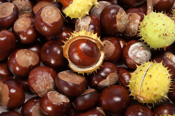 ripe chestnuts