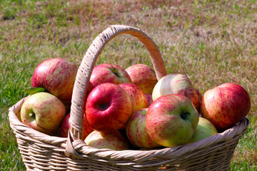 apfelkorb