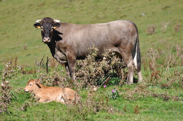 Vache et son veau