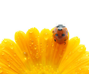 ladybug