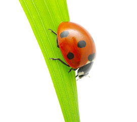ladybug