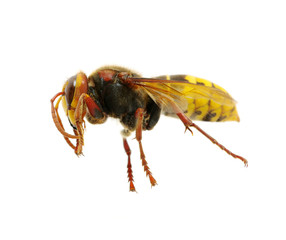 hornet