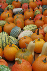 Die bunten Kürbisse haben im Herbst Hochsaison