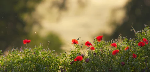 Zelfklevend Fotobehang Scenery with wild poppy and flowers in a field of barley © Calin Tatu