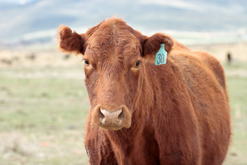 Red Angus