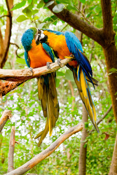 Colorful couple macaws kissing