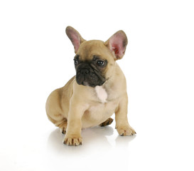 Obraz premium cute puppy