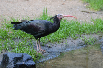 Afrikanischer Vogel