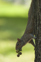 Squirrel with nuts on tree