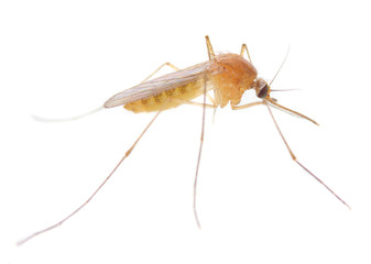 Anopheles mosquito - dangerous vehicle of infection