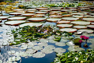 Gorgeous water lilies