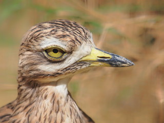 Eurasian Stone-curlew Burhinus oedicnemus