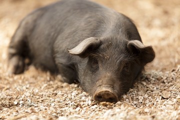 wild pig lying