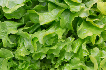 Fototapeta na wymiar Зелёные листья салата