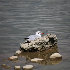 Mouette rieuse.