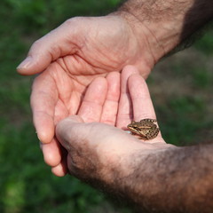 Protection de la grenouille.