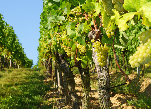 Weinberg - Vineyard